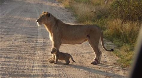 Video: Adorable lion cub with its mom - Africa Geographic