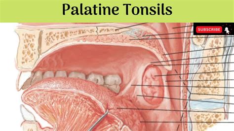 Palatine Tonsils | Situation | Features | Relations | Blood & Nerve ...