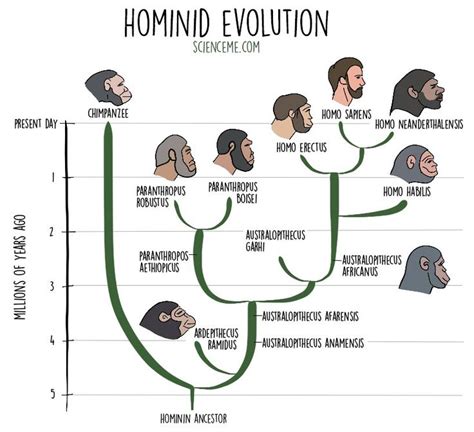 Hominid Timeline (Human Evolution) | Human evolution, Hominid, Evolution