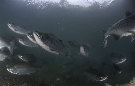 Salmon Migration Videos Are a Cold Splash of Water for Your Pandemic ...