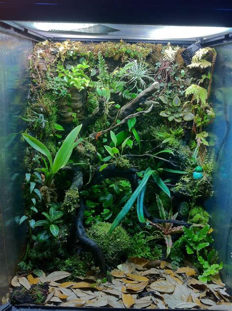 Vivarium For Poison Dart Frog - Paludarium 2021