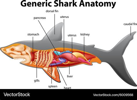 Generic shark anatomy chart Royalty Free Vector Image