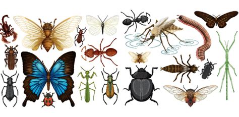 Types Of Arthropods Quiz: Trivia! | Attempts: 4916 - Trivia & Questions