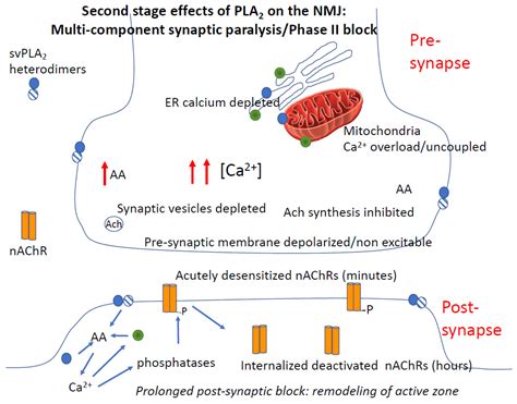 Toxins | Free Full-Text | Amplification of Snake Venom Toxicity by ...