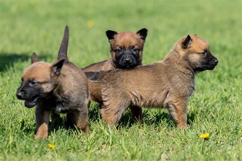 Belgian Malinois Puppies