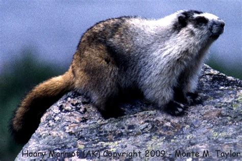 Hoary Marmot