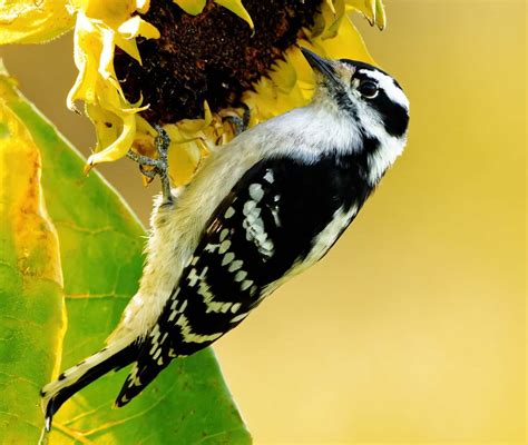 13 BLACK and WHITE Birds Found in Michigan! - Bird Watching HQ