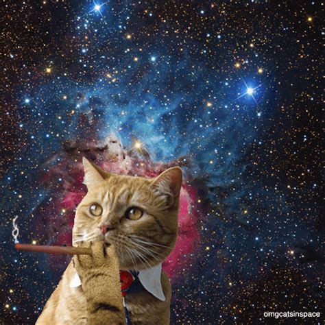 cats in space cat in space gif | WiffleGif