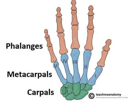 Bones of the Hand - Carpals - Metacarpals - Phalanges - TeachMeAnatomy