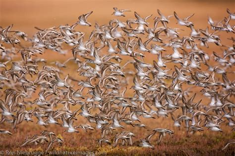 Shorebird Migration | Photos by Ron Niebrugge