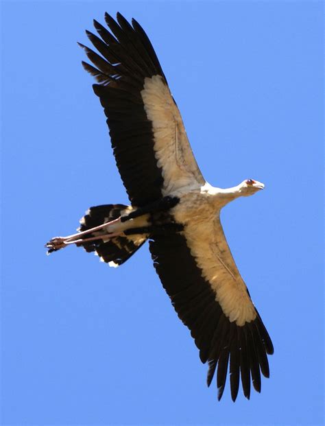 Secretary Bird flying-They look like a different bird when they fly ...