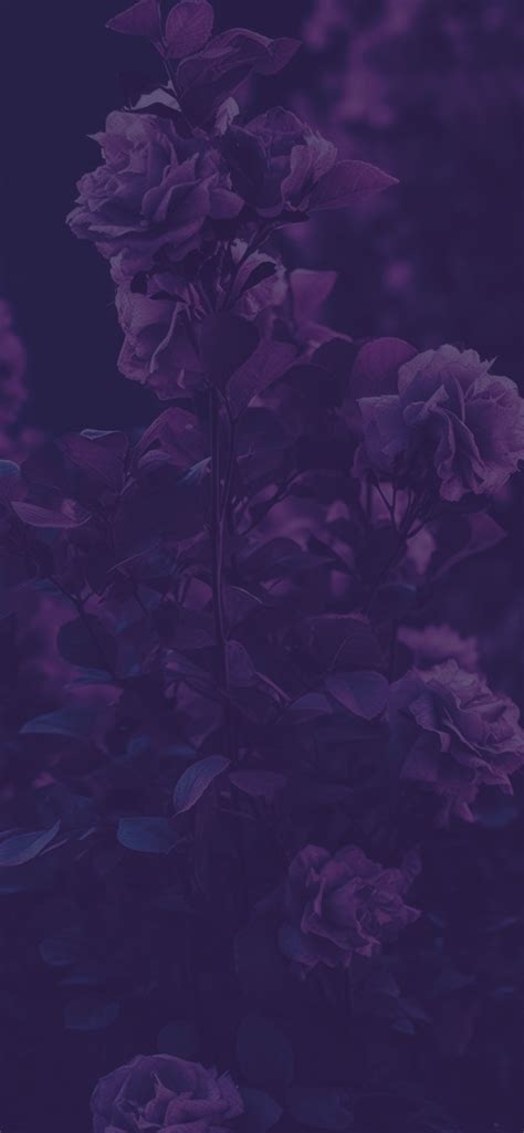 Garden Roses Purple Wallpapers - Purple Roses Wallpaper iPhone