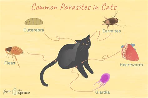 Worms, Mites, Ticks and Other Bugs That Live on Cats