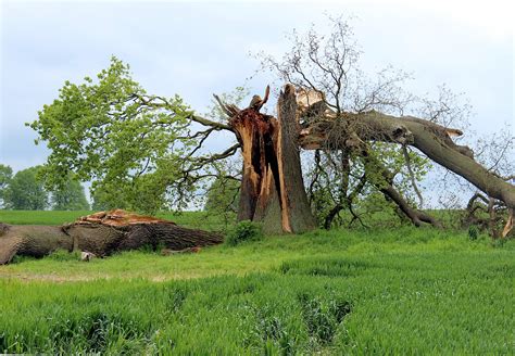 Helping Trees Recover from Extreme Weather | Tips