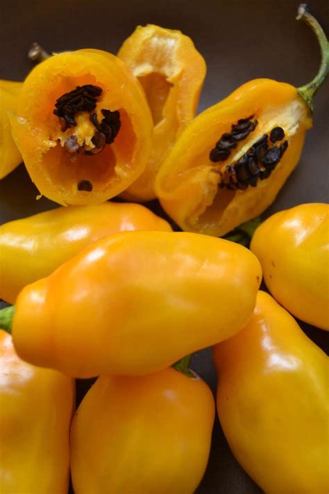 Semillas de Rocoto Amarillo, locoto canario (Capsicum pubescens)