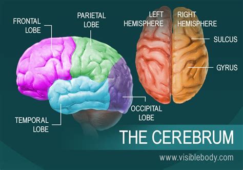 Human Brain Anatomy And Function Cerebrum Brainstem - Riset