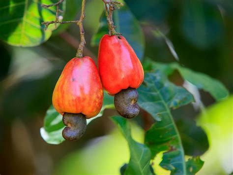 The internet just realized this is how cashews grow and people are ...