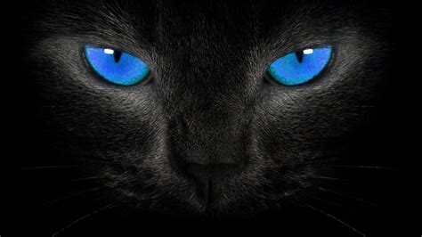 Black Cat 3D Wallpapers - Top Free Black Cat 3D Backgrounds ...