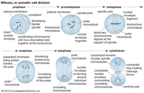 Metaphase | biology | Britannica