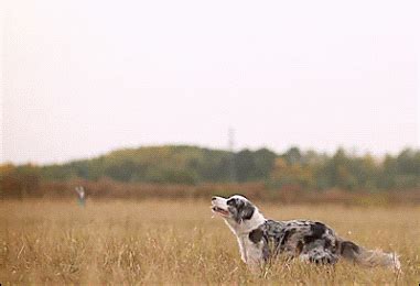 dog playing gif art gif | WiffleGif