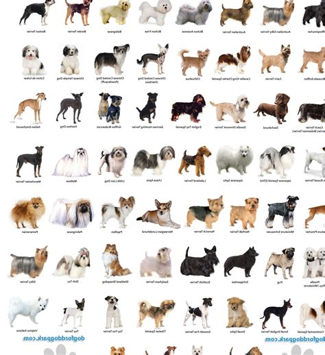 Small Dog Breeds With Pictures az on Animal Picture Society