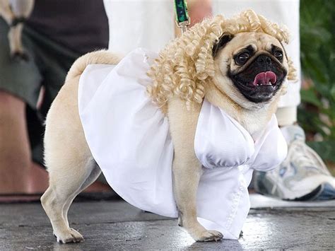 18 Super Cool Dog Halloween Costumes