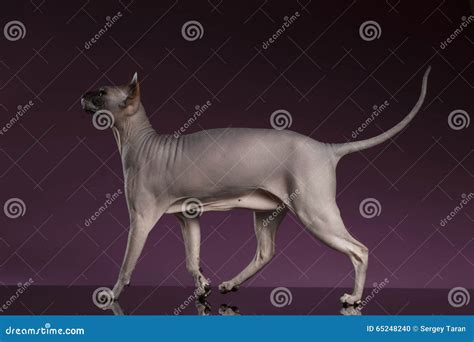 Sphynx Cat Funny Walks on Purple Stock Photo - Image of black, hairless ...