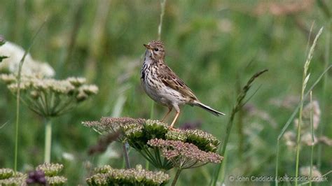 Meadow Pipit - John Caddick | John Caddick