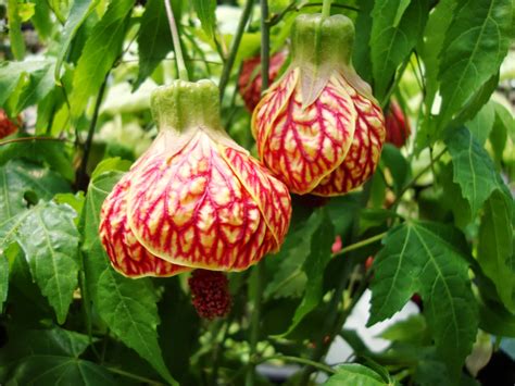 Abutilon Flower - Flower Coloring Page