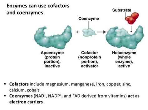 Cofactors, enzymes and prosthetic groups.-unfinished | Slide Set