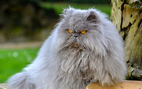 Grey Persian cat near brown wood during dfaytime HD wallpaper ...