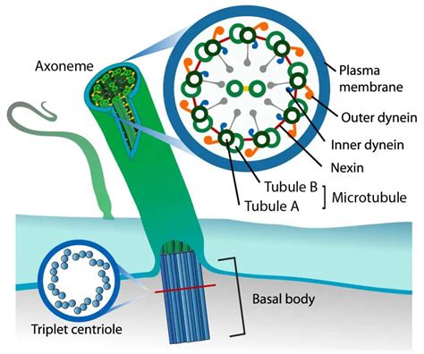 Euglena under a microscope - anatomy, reproduction & facts - Rs' Science