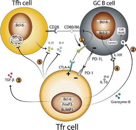 Schematic view of Tfr cells controlling the actions of Tfh and B cells ...