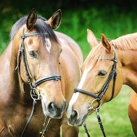 What Is the Difference Between a Bridle and Halter?