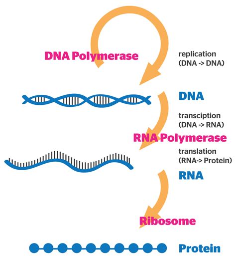 Gene Expression - B4FA