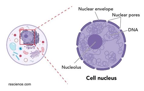 Cell Nucleus - function, structure, and under a microscope - Rs' Science