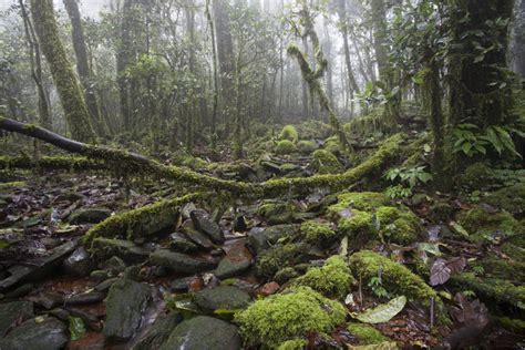 Habitat of Monilesaurus montanus gen. et sp. nov. at the type locality ...