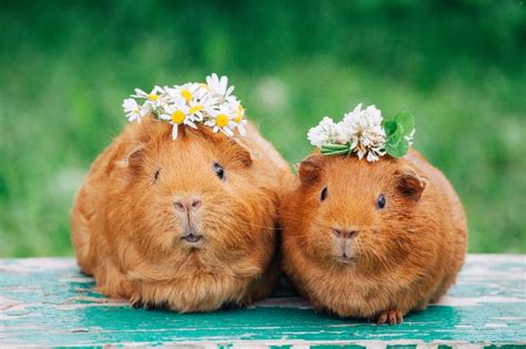 Cuteness Overload: Guinea Pig Care and Keeping - Dupont Veterinary Clinic