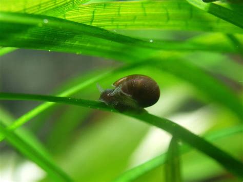 The 13 Best Types Of Aquarium Snails (Freshwater)