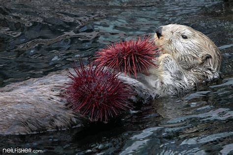 Sea Otter Eating Urchin | Sea otter Enhydra lutris – Milo, b… | Flickr