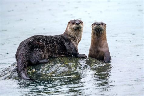 Webinar: Pacific NW River Otter: Habitat, Ecology, and Health (7/26/21 ...