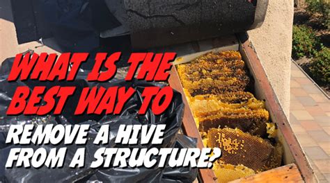 What is the best way to remove a bee hive from a structure | Bee Best ...