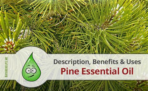 Pine Essential Oil. Description, Benefits & Uses