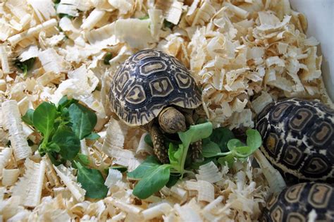 What Is The Best Small Turtle For A Pet? [Tiny Turtle Pets ...