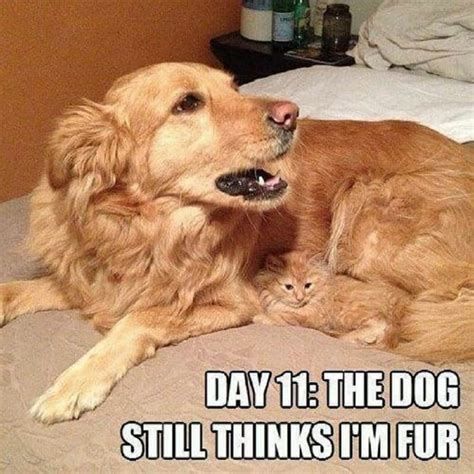 10 Hilarious Memes Of The Relationship Between Cats And Dogs