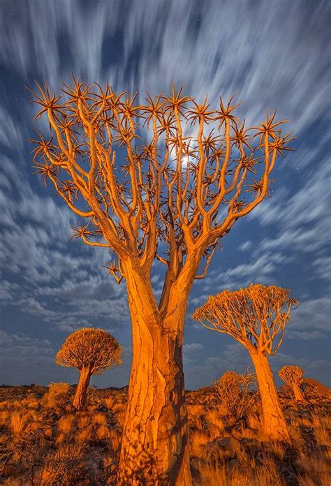 The Nicest Pictures: Quiver Tree Forest, Namibia