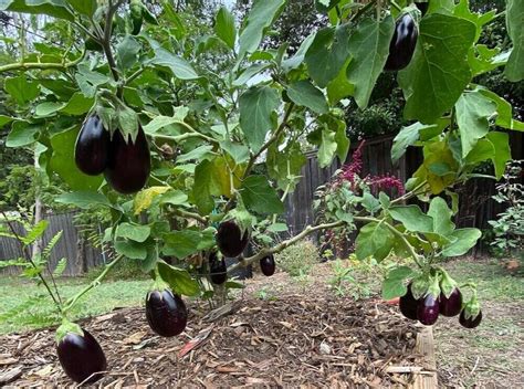 Growing Eggplant in North Texas, The Secrets – The Dallas Garden School