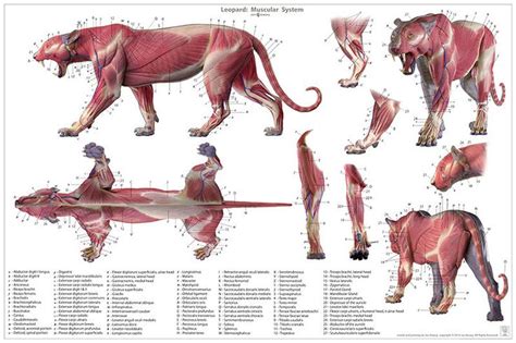 17 Best images about Anatomy. Mammal on Pinterest | The skulls, Dog ...