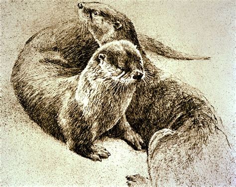 River Otter Sketch at PaintingValley.com | Explore collection of River ...