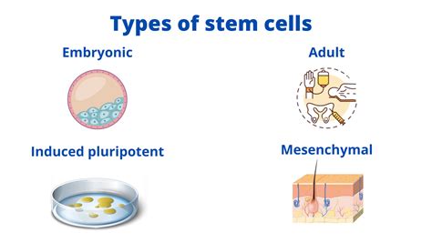 7 Benefits of Stem Cell Therapy